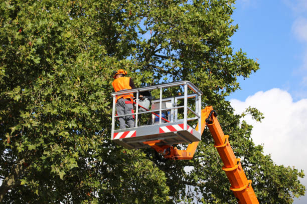 Emergency Storm Tree Removal